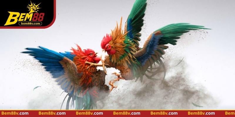 Hướng dẫn tính tiền trúng thưởng đá gà BEm88 tại BEM88