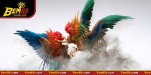 Đá Gà Cựa Dao - Nhận Diện Chiến Thuật Và Quan Sát Thực Tế