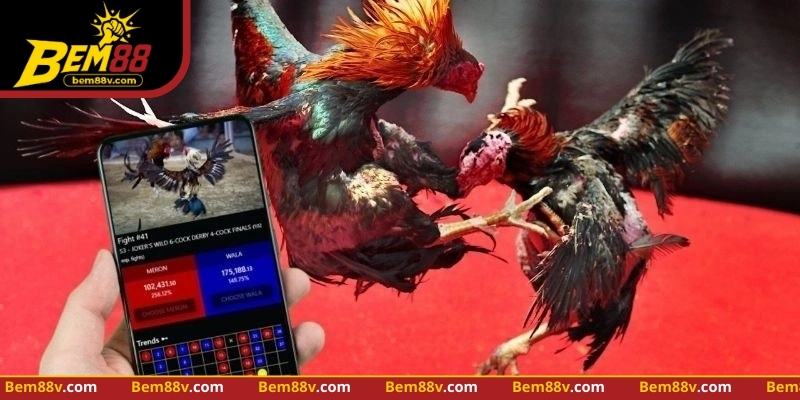 Theo dõi phản ứng gà và điều chỉnh chiến thuật giúp tối ưu trận đấu