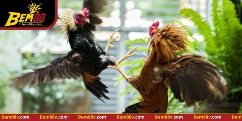 Quan sát lực cựa, tốc độ và nhịp di chuyển giúp phân tích gà chiến