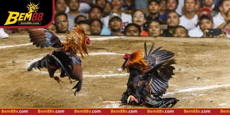 Theo dõi phản ứng gà và điều chỉnh chiến thuật giúp tối ưu trận đấu