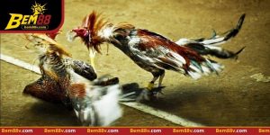 Đá Gà Thomo - Nhận Diện Chiến Thuật Và Quan Sát Bem88