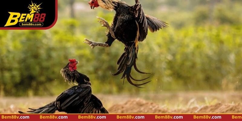 Theo dõi phản ứng gà và điều chỉnh chiến thuật giúp tối ưu trận đấu