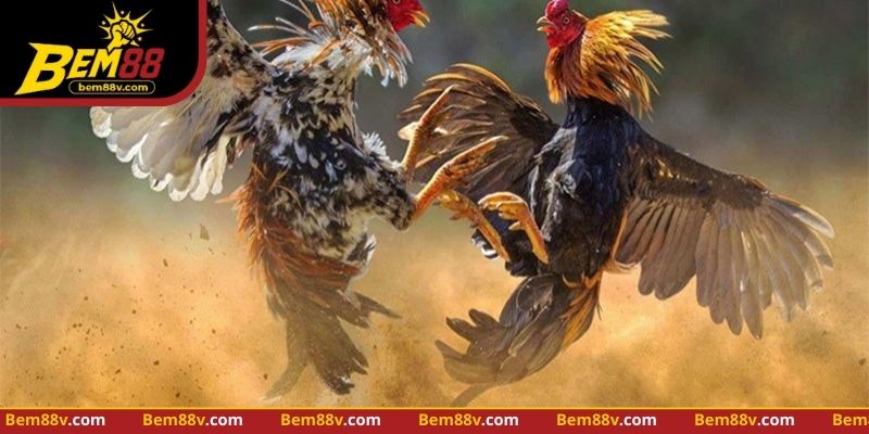 Trực Tiếp Đá Gà - Nhận Diện Chiến Thuật Và Quan Sát Thực Tế